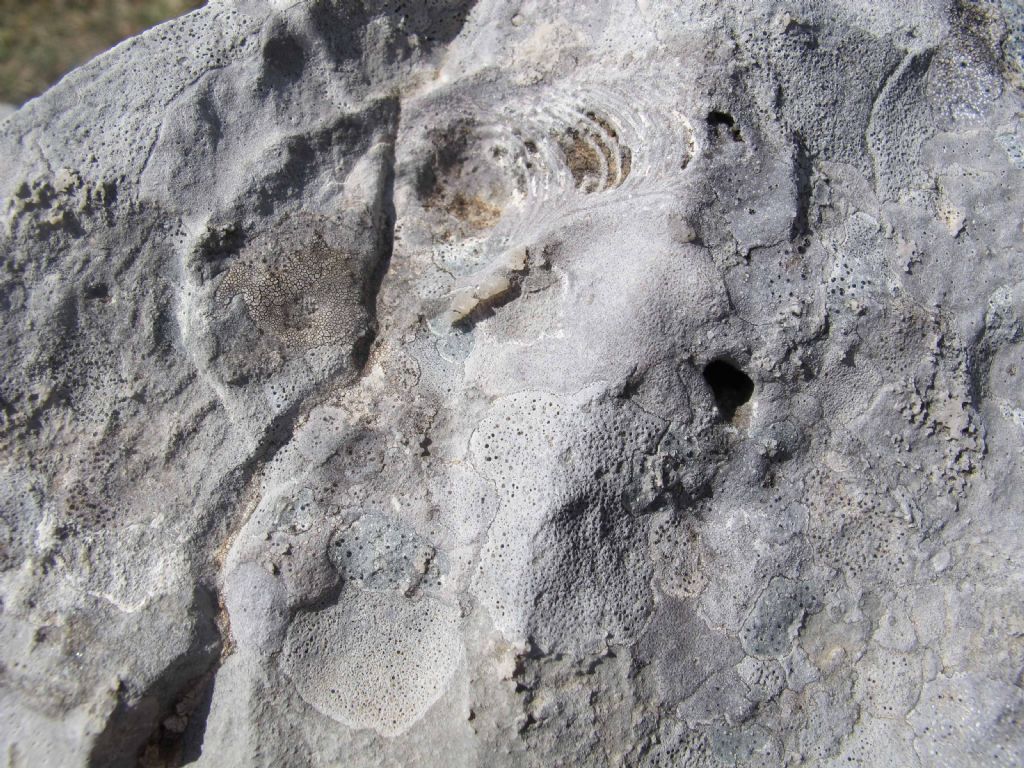 Fossile nel calcare